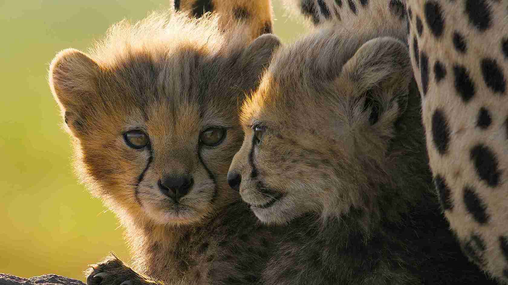 Cheetahs Up Close with Bertie Gregory